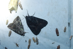 Catocala antinympha