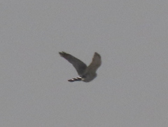 Accipiter minullus