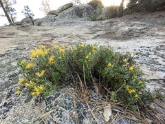 Ericameria cuneata spathulata