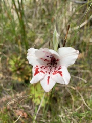 Gladiolus variegatus