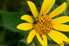 Zygogramma signatipennis