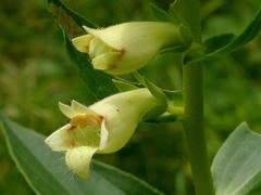 Digitalis lutea
