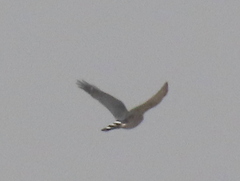 Accipiter minullus
