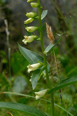 Digitalis lutea