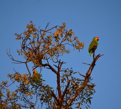 Amazona autumnalis
