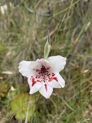 Gladiolus variegatus