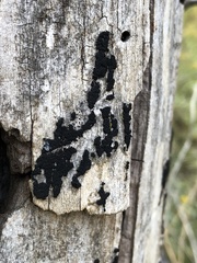 Lichinaceae