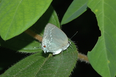 Strephonota tephraeus