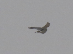 Accipiter minullus
