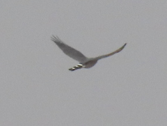 Accipiter minullus
