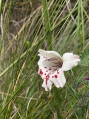 Gladiolus variegatus