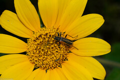 Chauliognathus opacus