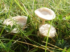 Clitocybe rivulosa