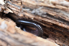 Parajulidae