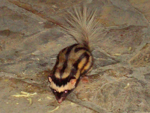 Pygmy Spotted Skunk