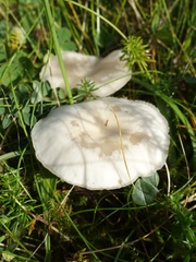 Clitocybe rivulosa