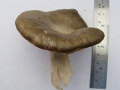 Russula amoenolens