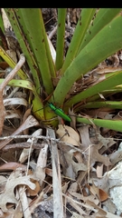 Plinthocoelium suaveolens