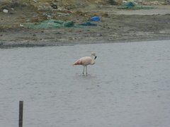 Phoenicopterus chilensis