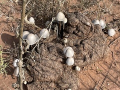 Panaeolus