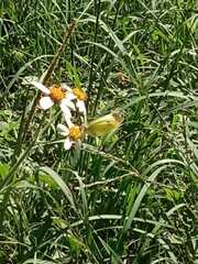 Pieris rapae rapae