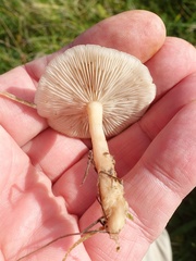 Clitocybe rivulosa