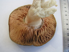 Russula amoenolens
