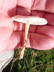 Clitocybe rivulosa