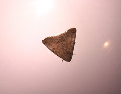 Pandesma robusta