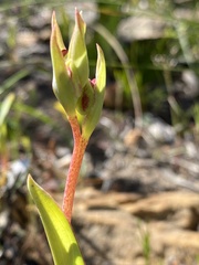 Pterygodium catholicum