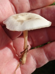 Clitocybe rivulosa