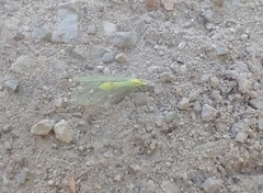 Leucochrysa insularis
