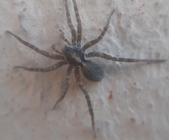 Pardosa monticola