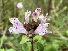 Origanum vulgare
