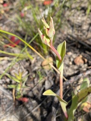 Pterygodium catholicum