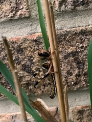 Schistocerca gregaria