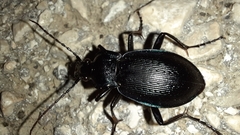 Carabus catenulatus