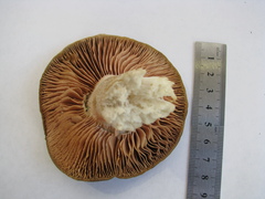Russula amoenolens