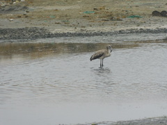 Phoenicopterus chilensis