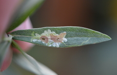 Calycomyza promissa