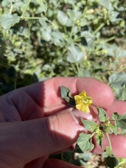 Physalis crassifolia