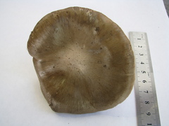 Russula amoenolens