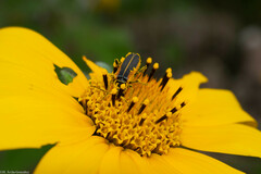 Chauliognathus opacus