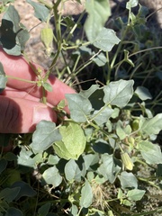 Physalis crassifolia