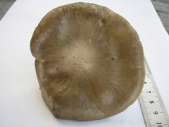 Russula amoenolens