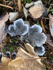 Peltigera membranacea