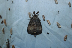 Lymantria dispar
