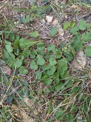 Centella