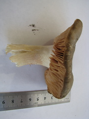 Russula amoenolens