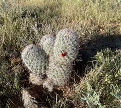 Mammillaria grahamii
